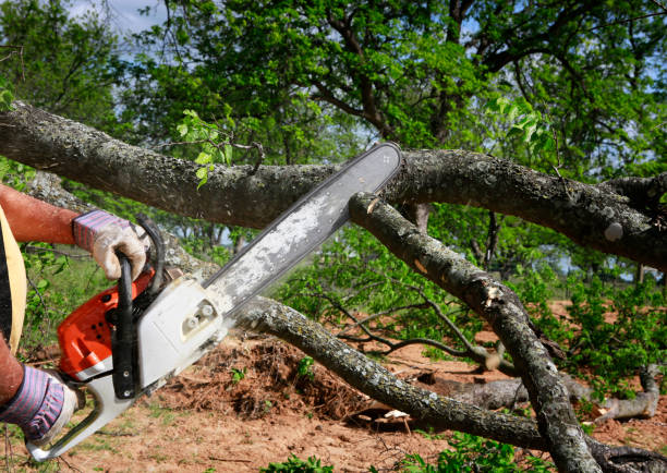 Best Tree Root Removal  in Lehighton, PA